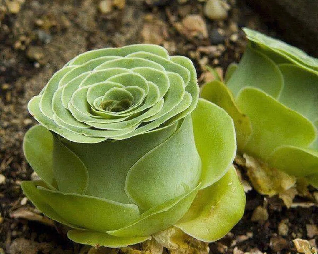 Green Rose Succulent-গ্রিন রোজ সাকুলেন্ট