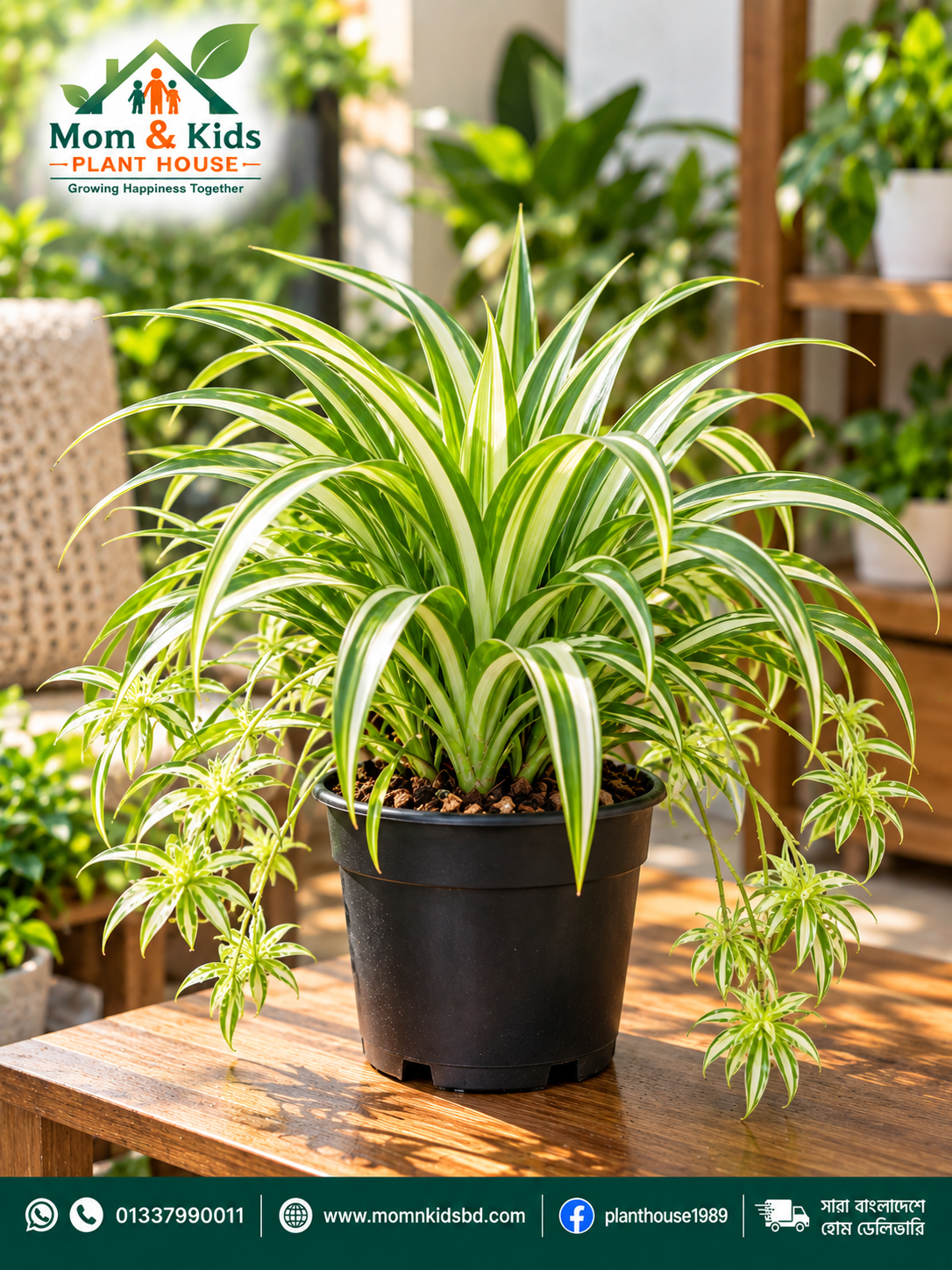 স্পাইডার প্ল্যান্ট (Spider Plant) - ঝোপালো গাছ  এবং উন্নত মানের মিক্সড সয়েল সহ প্লাষ্টিক টব