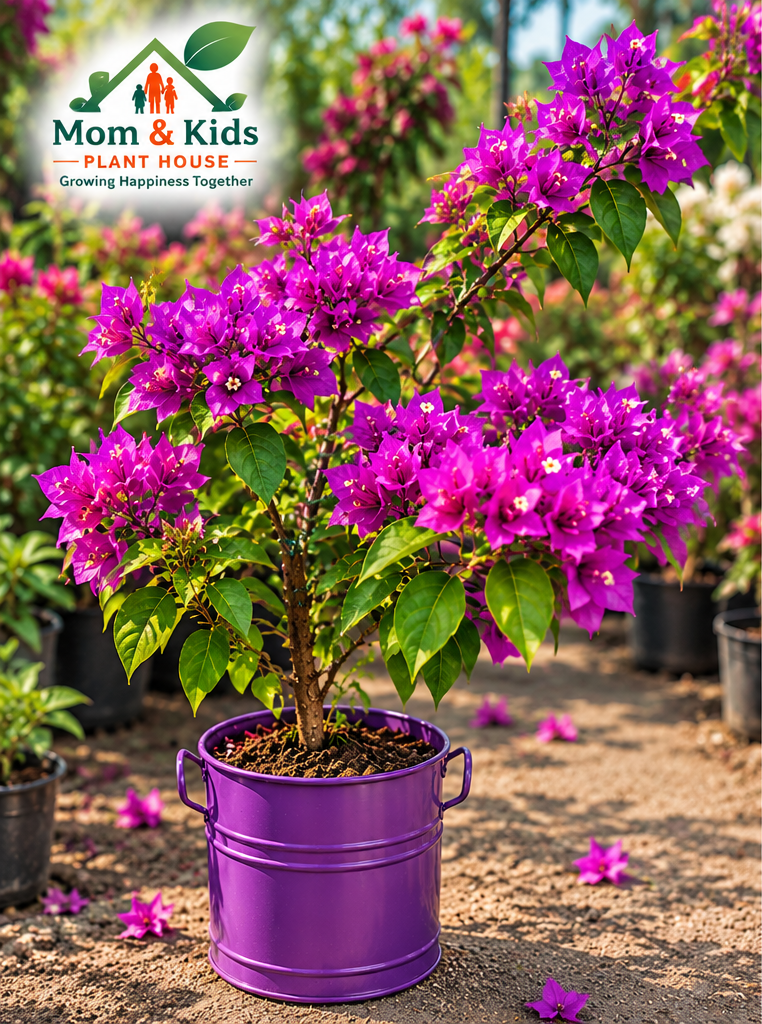 বাগানবিলাস (Bougainvillea)- Big Size Plant Including Growing Media & Without Iron Drum