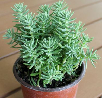 Needle Leaf Sedum / Succulent নিডেল লিফ সেডাম (সাকুলেন্ট)