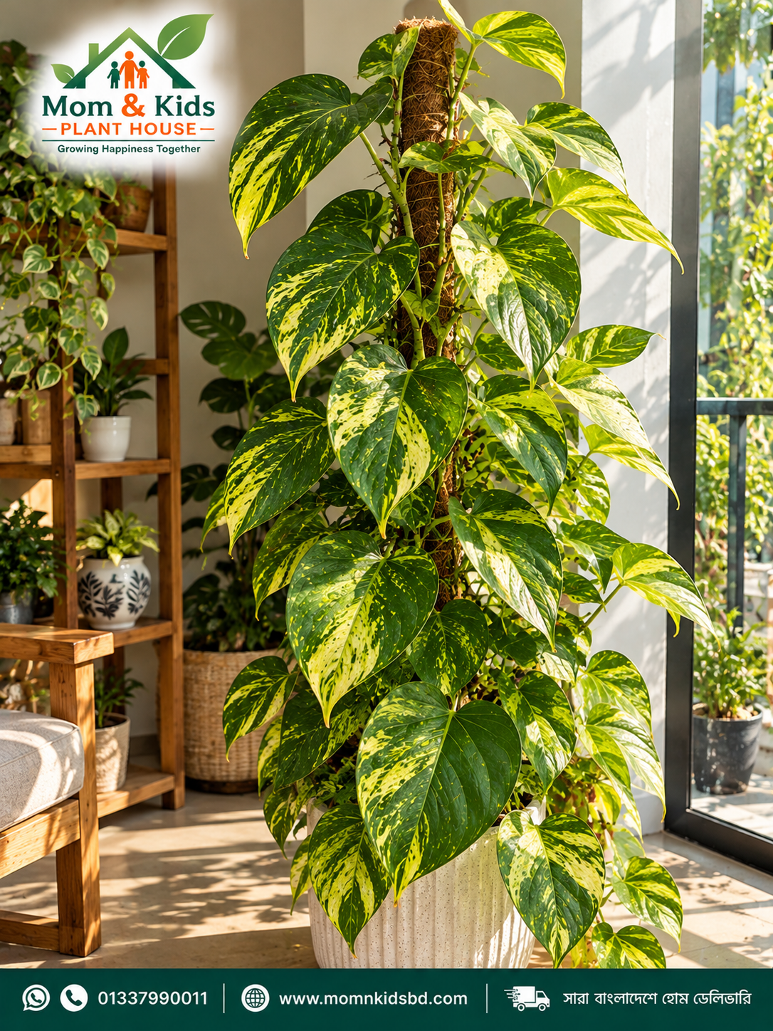 🌿 Big Leaf Golden Pothos - Including Growing Media & Tob