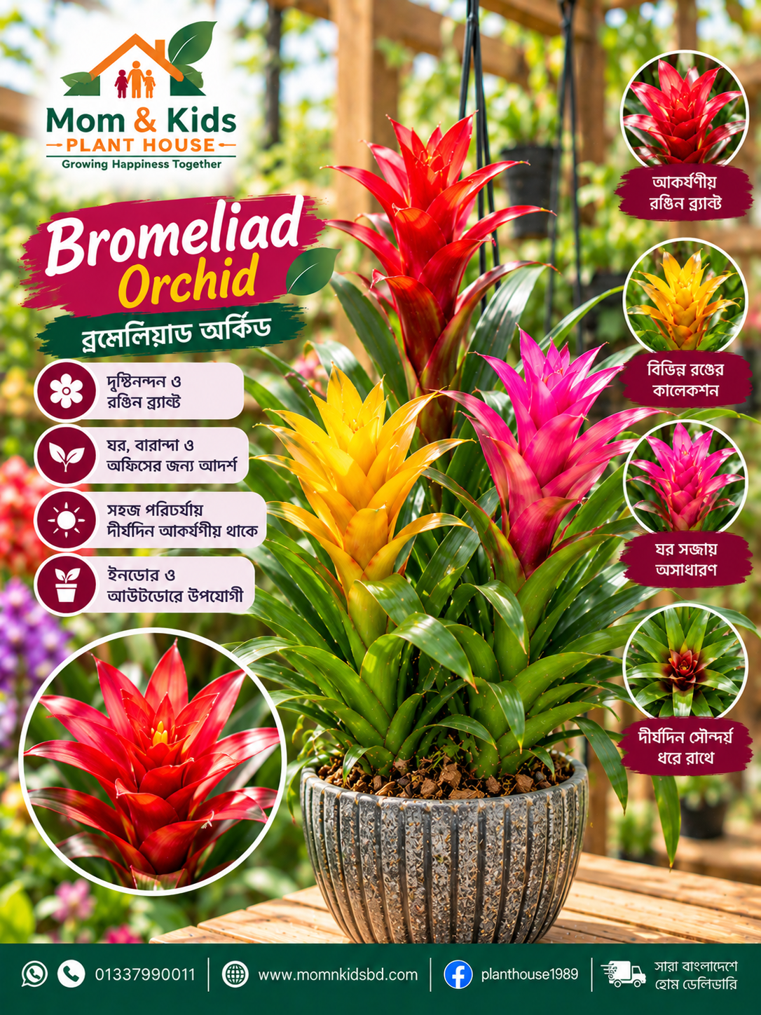 ব্রোমেলিয়াড (Bromeliad)