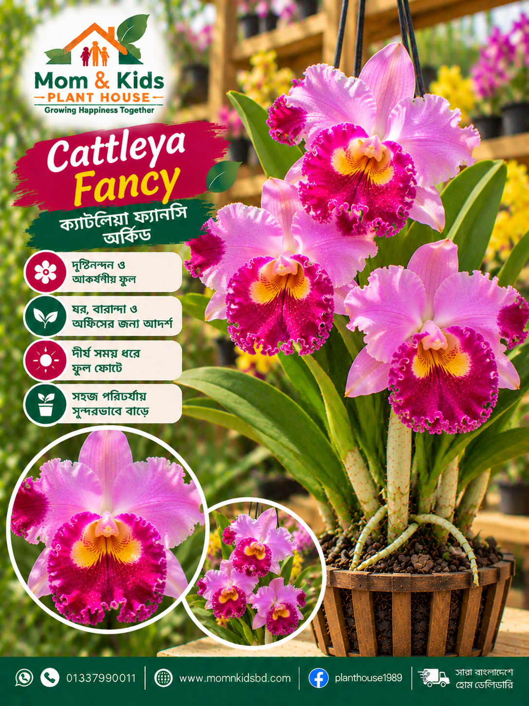 ক্যাটলেয়া হাতাই অর্কিড (Cattleya Hatai Orchid)