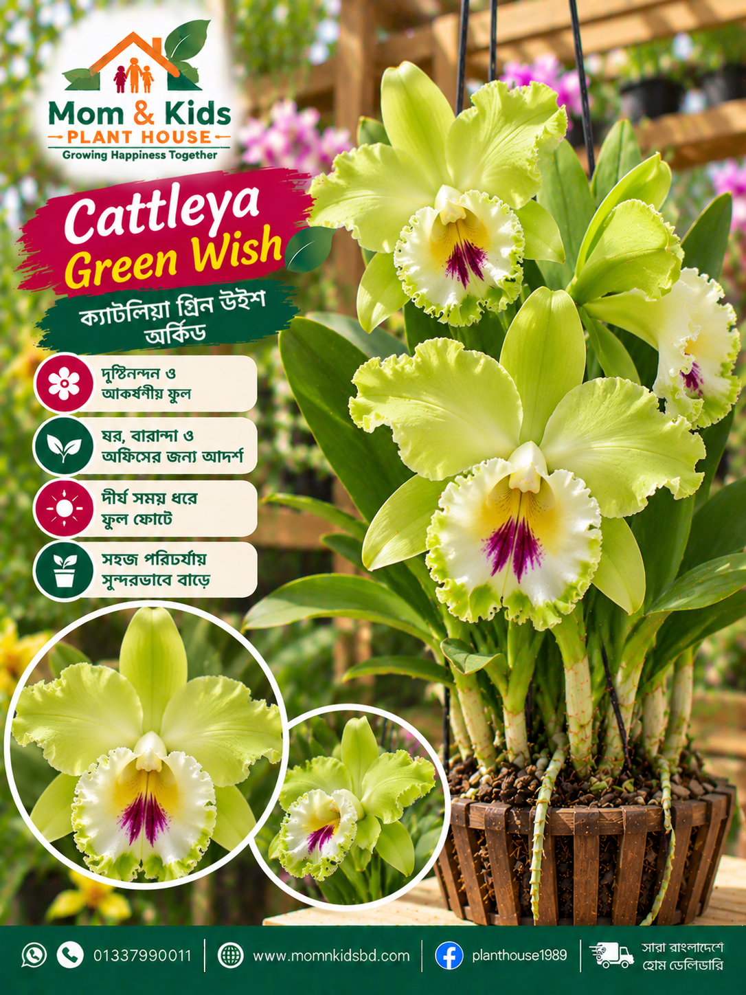 ক্যাটলিয়া গ্রিন উইশ অর্কিড (Cattleya Green Wish Orchid)
