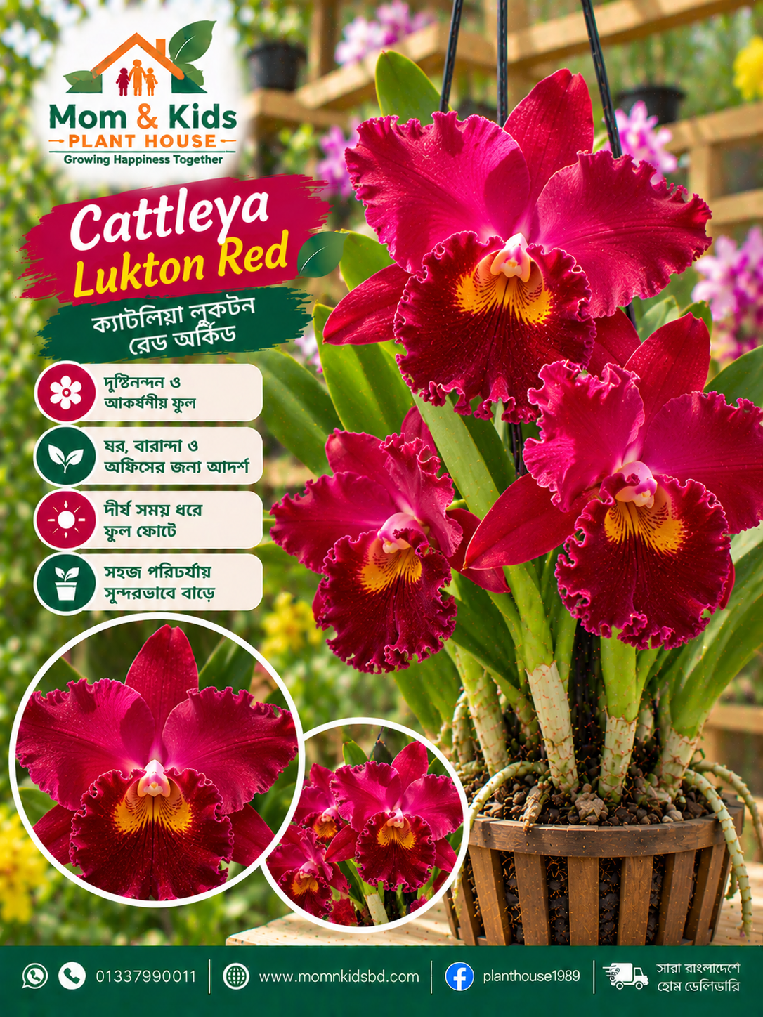 ক্যাটলিয়া লুকটন রেড অর্কিড (Cattleya Lukton Red Orchid)