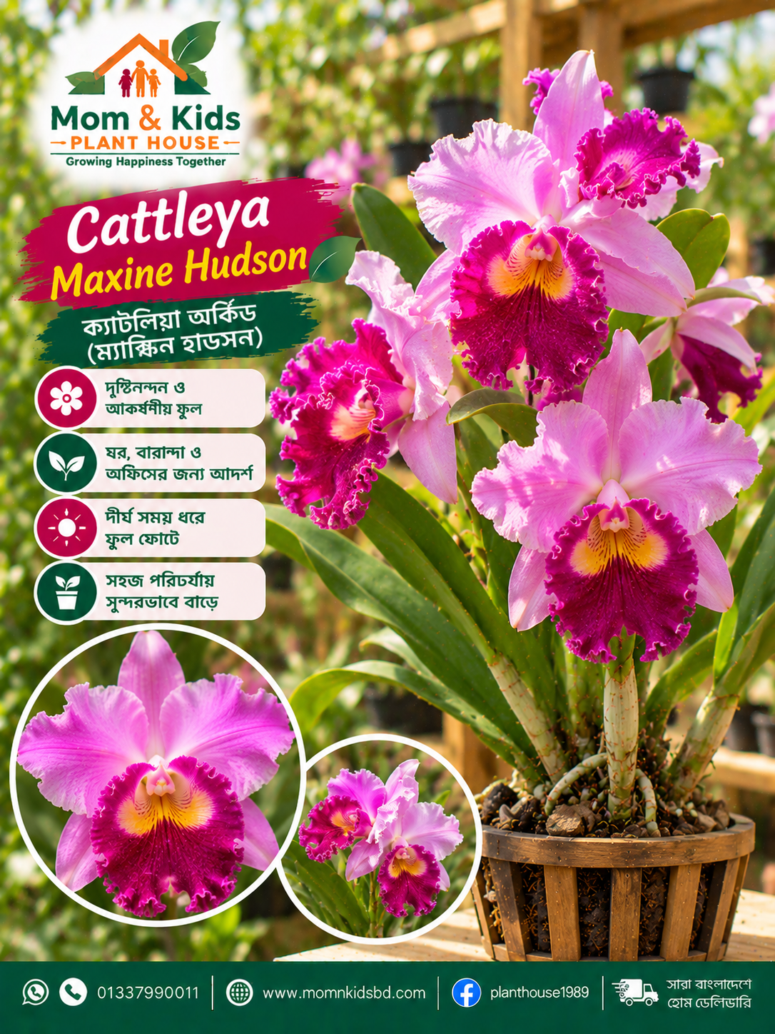 ক্যাটলিয়া ম্যাক্সিন হাডসন অর্কিড (Cattleya Maxine Hudson)