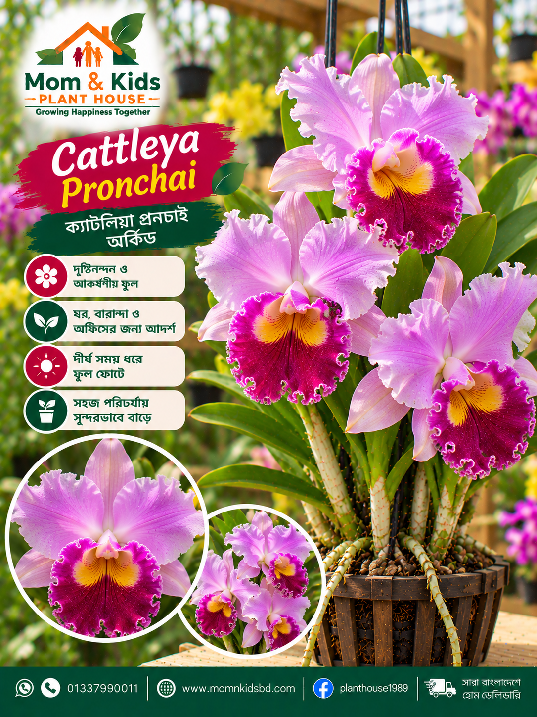 ক্যাটলেয়া প্রনচাই অর্কিড (Cattleya Pronchai Orchid)