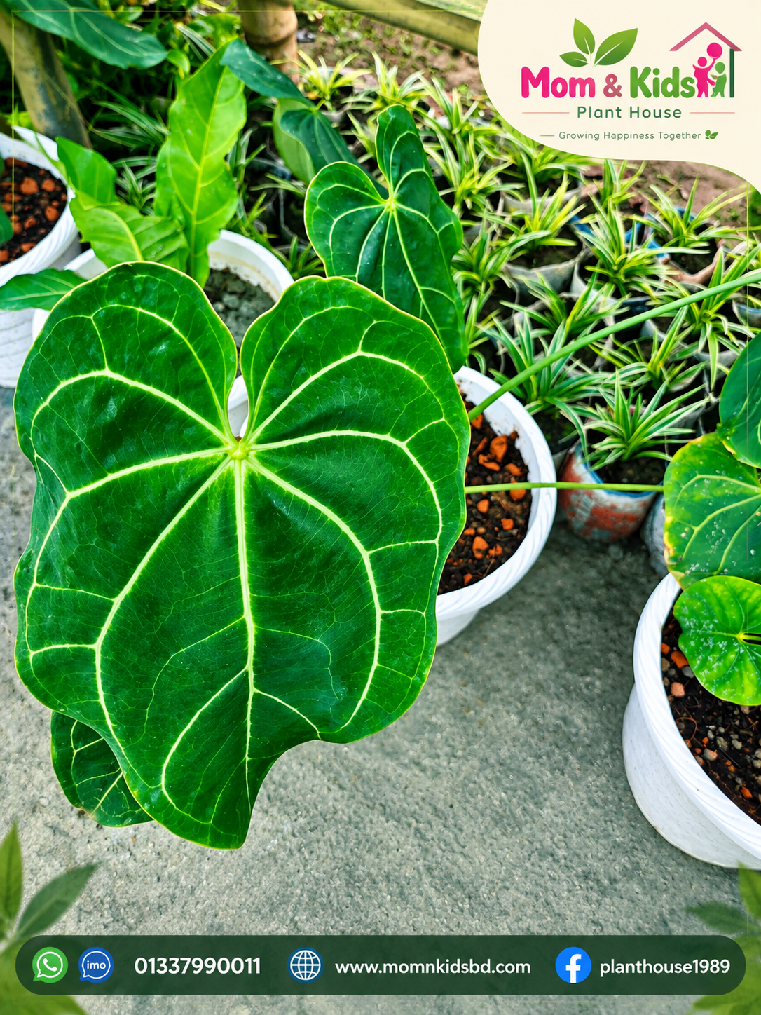 অ্যানথুরিয়াম ক্রিস্টালিনাম (Anthurium crystallinum) - Mother Plant