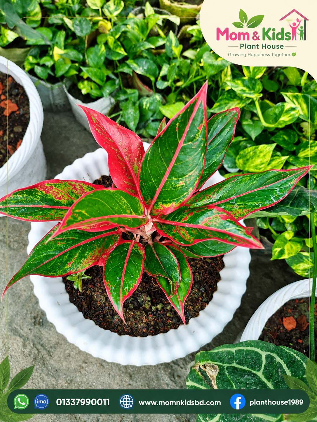 Aglaonema Siam Aurora