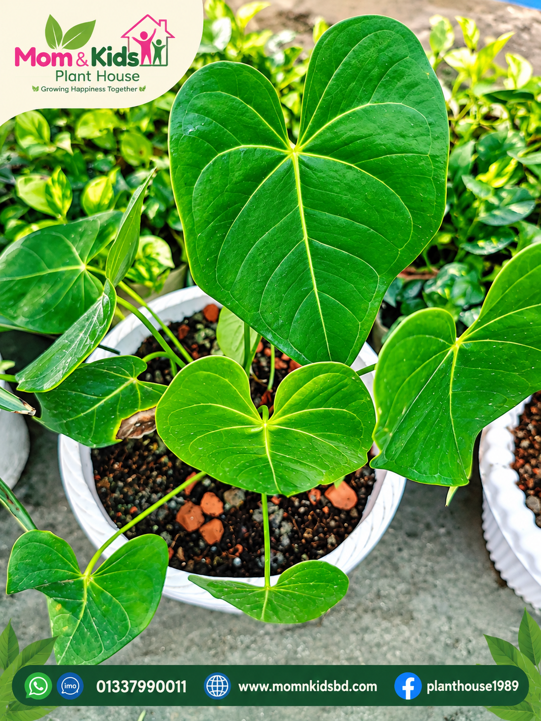 Anthurium Plant (এনথুরিয়াম) - Mother Plant