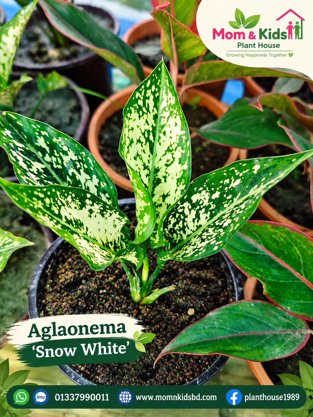 Aglaonema 'Snow White'