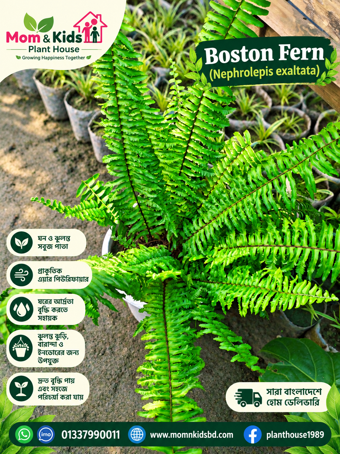 Boston Fern (Nephrolepis exaltata)