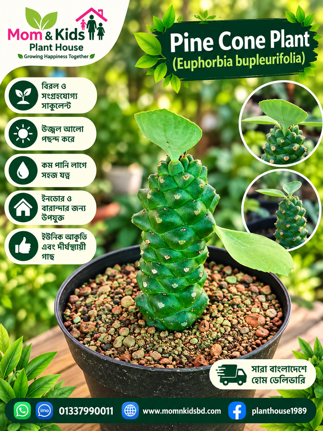 Pine Cone Plant (Euphorbia Bupleurifolia)