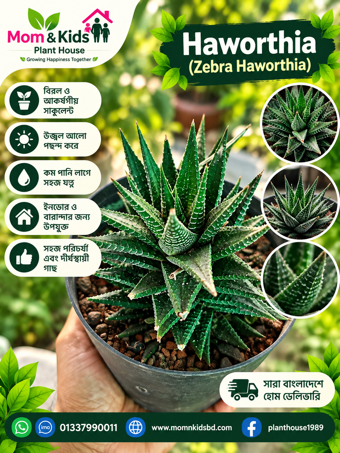 Zebra Haworthia (Haworthiopsis attenuata)