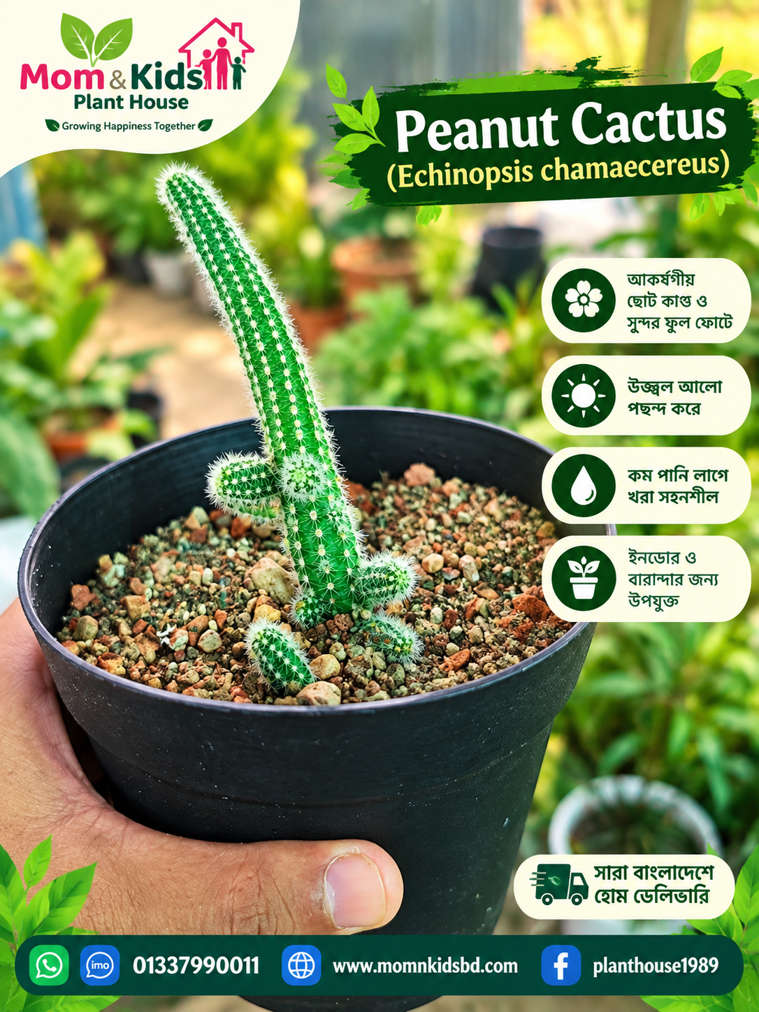Peanut Cactus (Echinopsis chamaecereus)