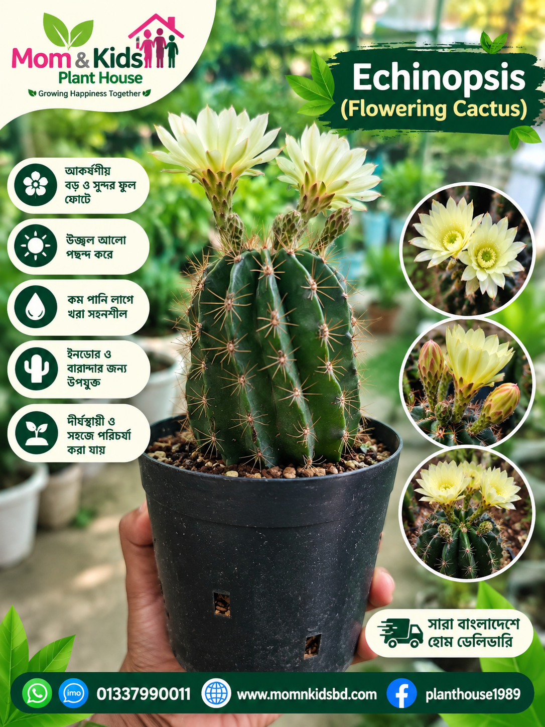 Flowering Cactus (Echinopsis) - Mother Plant