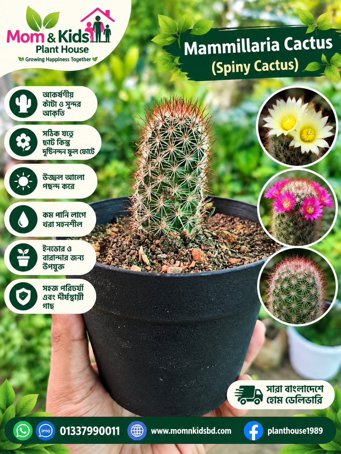 Mammillaria Cactus