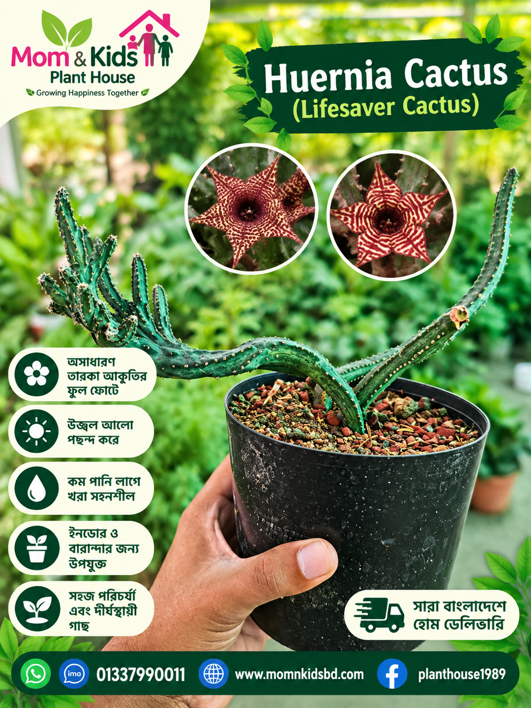 Huernia Cactus (Mother plant)