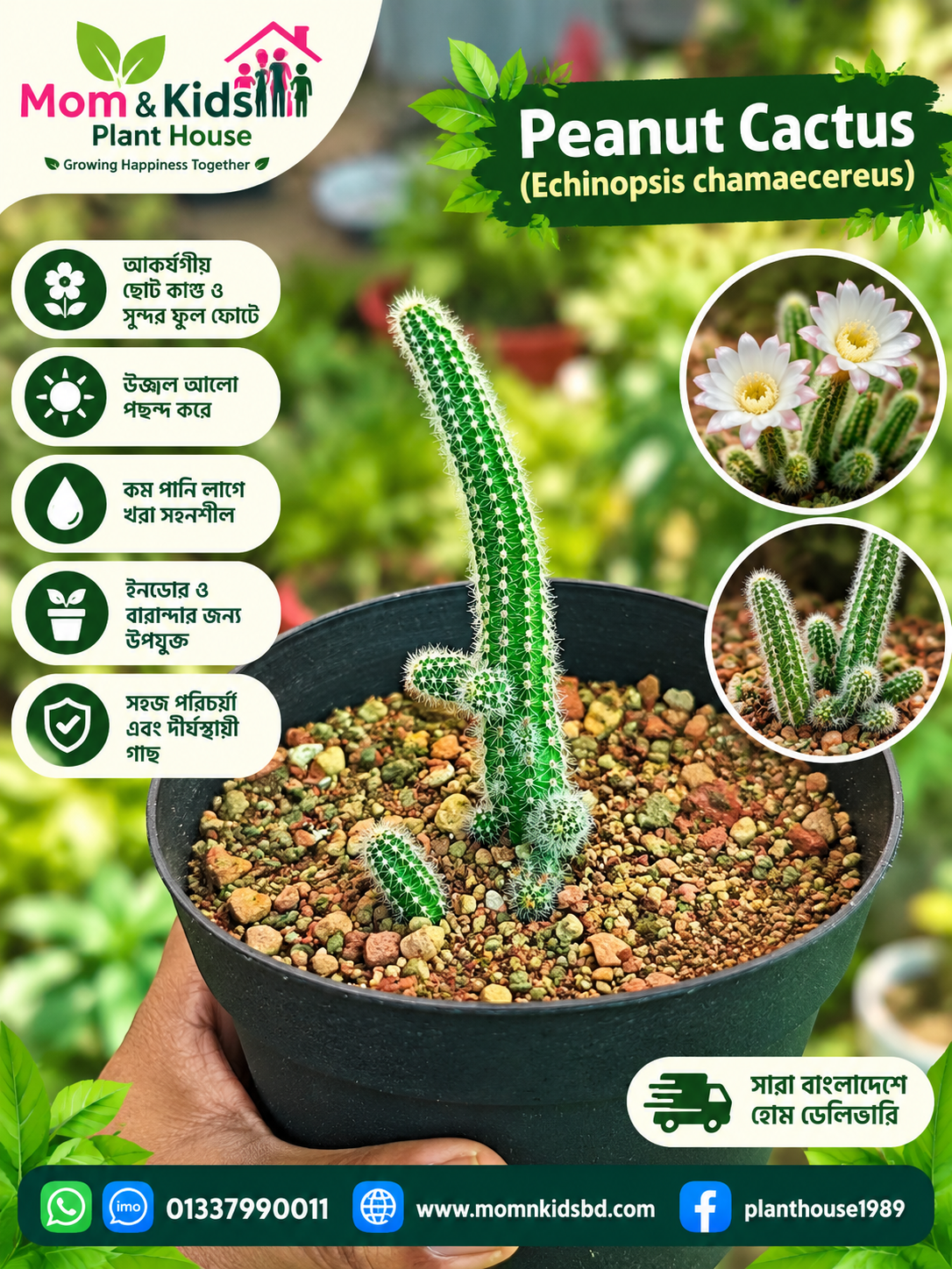 Peanut Cactus (Echinopsis chamaecereus)