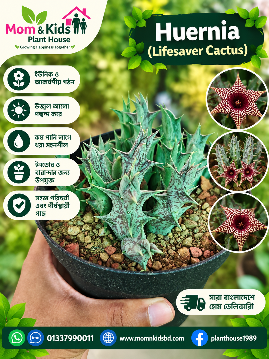 Huernia (Lifesaver Cactus)