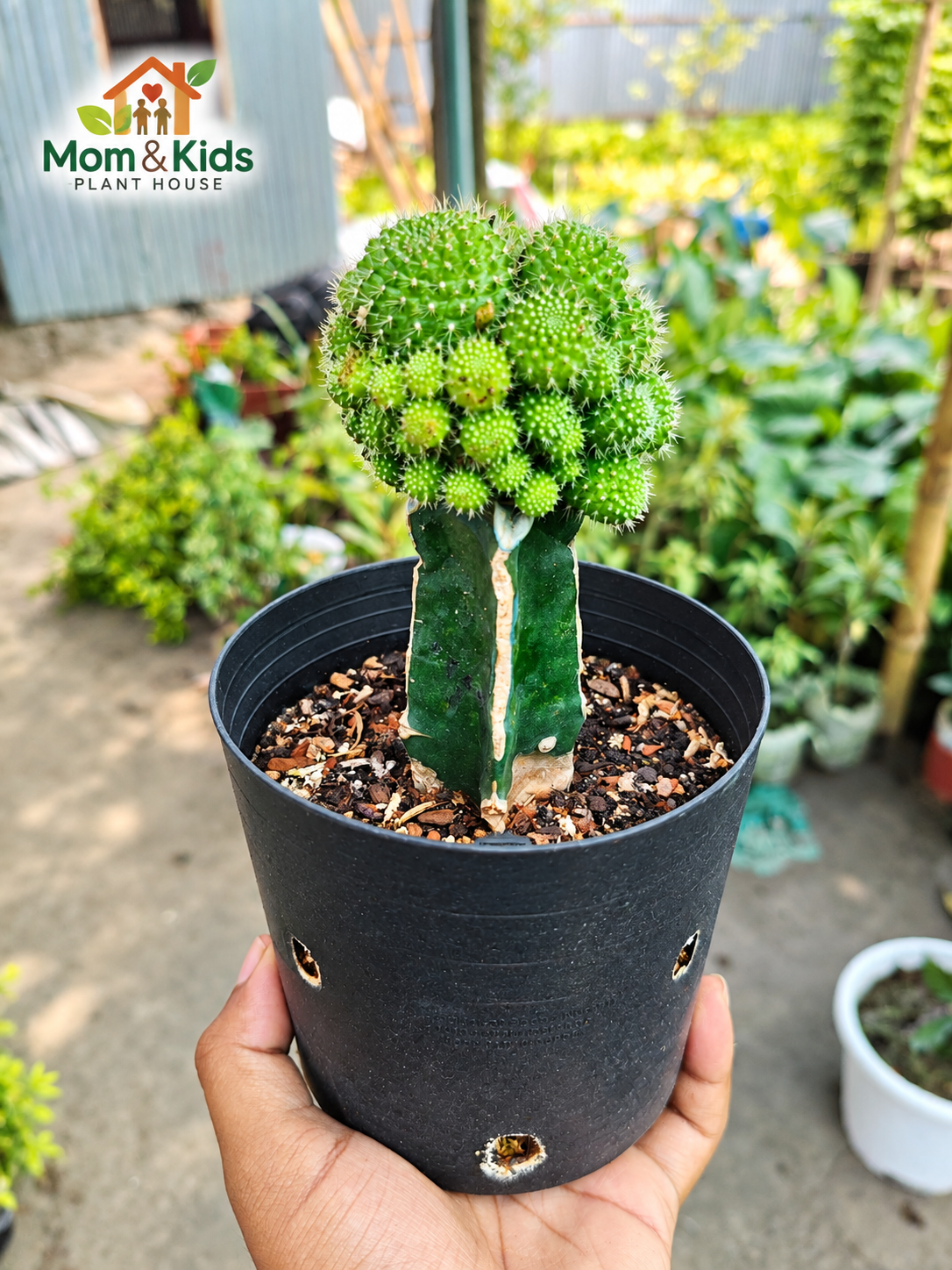ক্রেস্টেড গ্রাফটেড ক্যাকটাস (Crested Grafted Cactus)
