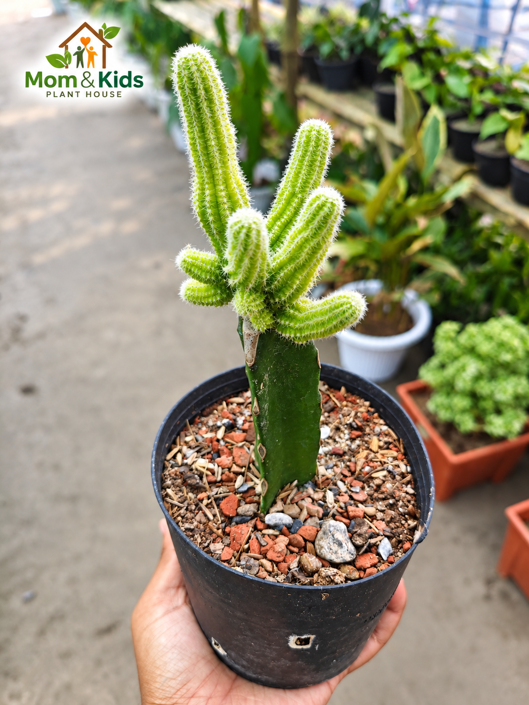 ফাজি গ্রাফটেড ক্যাকটাস (Fuzzy Grafted Cactus)