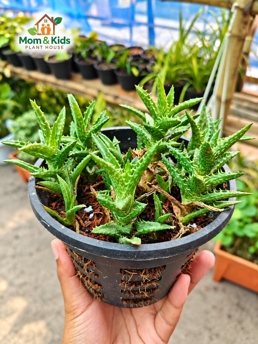 টাইগার অ্যালো (Aloe juvenna)