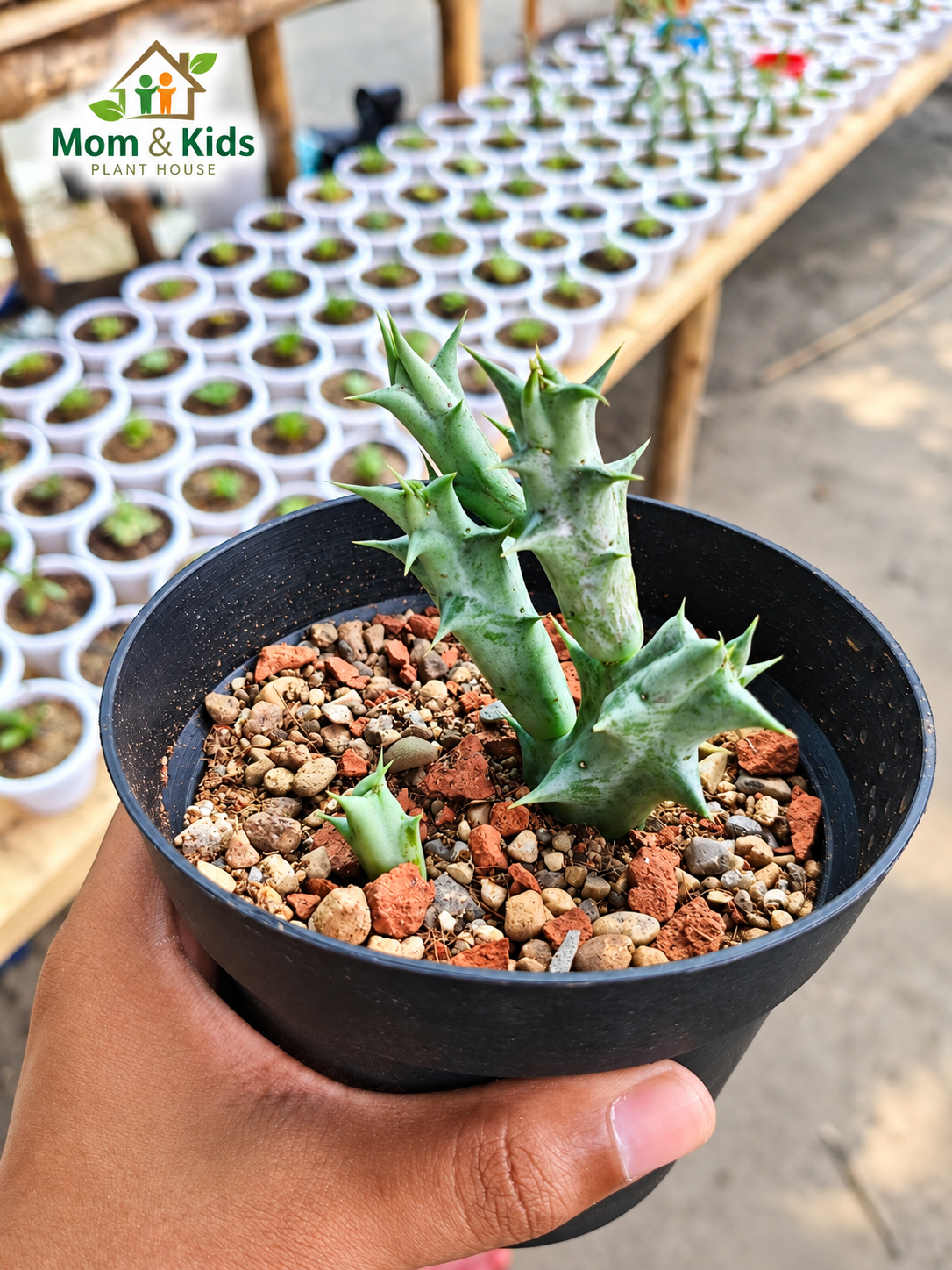হর্নড সাকুলেন্ট (Huernia / Stapeliad Succulent)