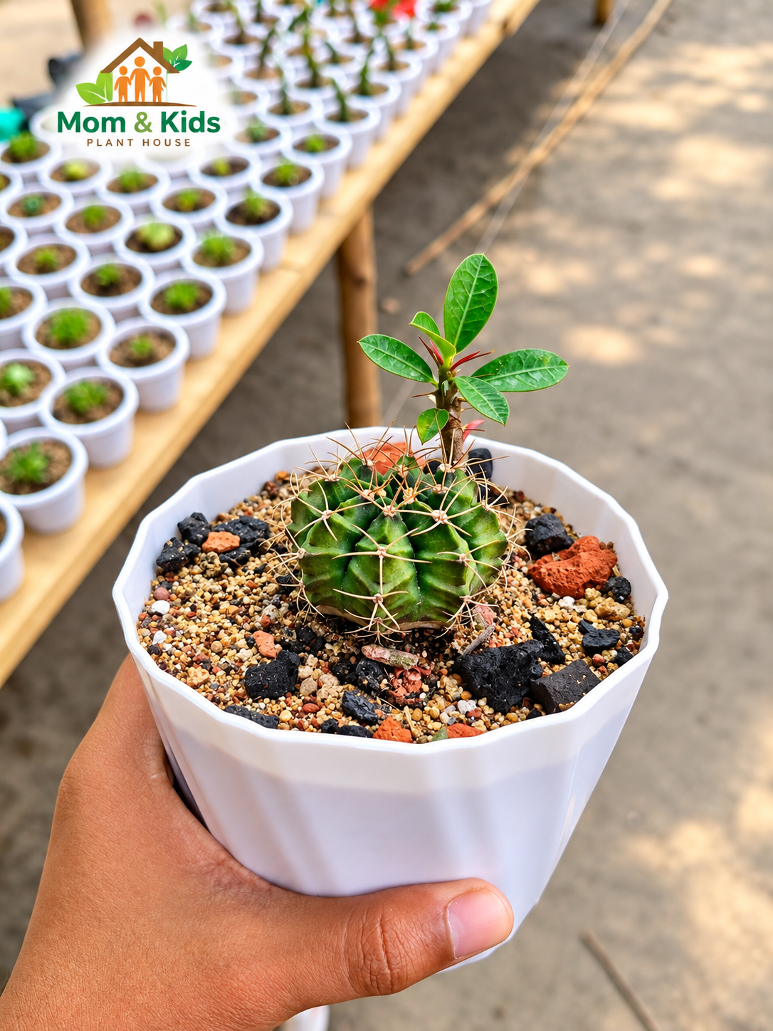ভ্যারিগেটেড জিমনোক্যালিসিয়াম ক্যাকটাস - Gymnocalycium mihanovichii