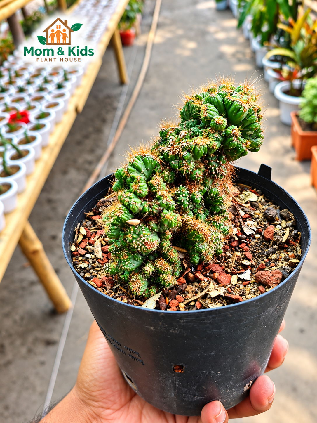Crested Cactus (Monstrose/Cristata Form)