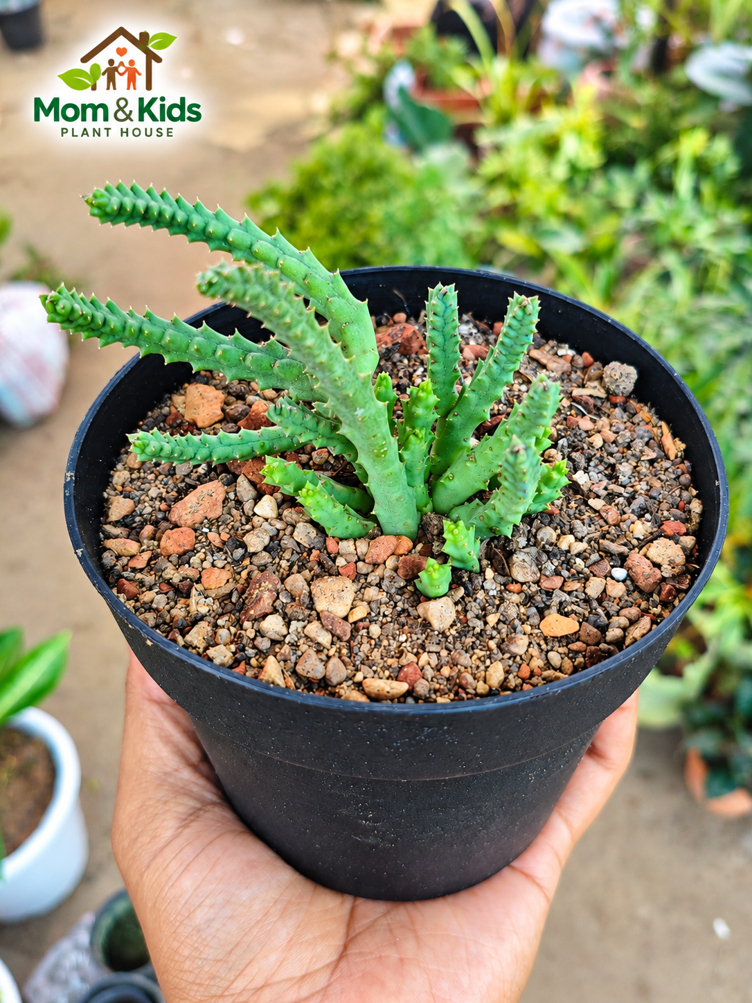 কোরাল ক্যাকটাস (Coral Cactus / Stapeliad Succulent)