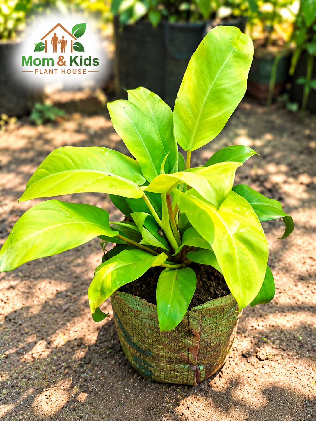 Philodendron Moonlight - Big Plant Including Growing Media & With Plastic Tob