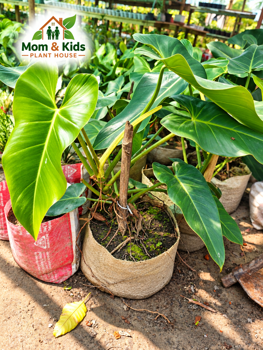 ফিলোডেনড্রন ইম্পেরিয়াল গ্রিন (Philodendron Imperial Green) - Big Size Plant With Big Plastic Tob Including Growing Media