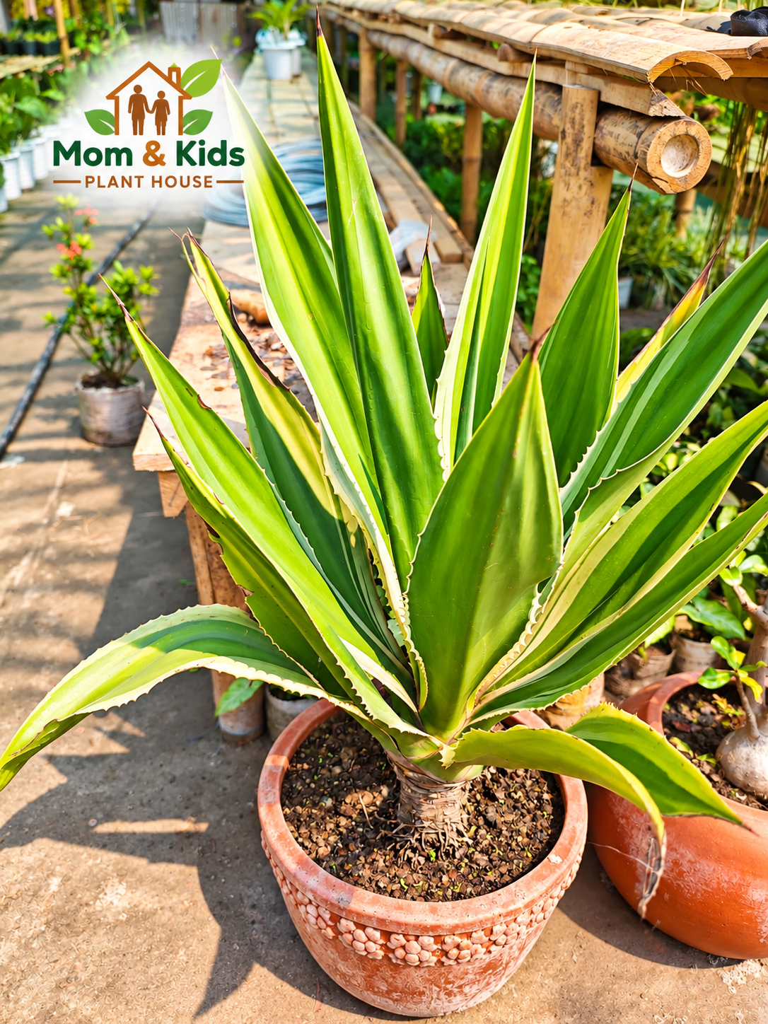 Variegated Agave - Mega Size Plant With Tob (Including Growing media)