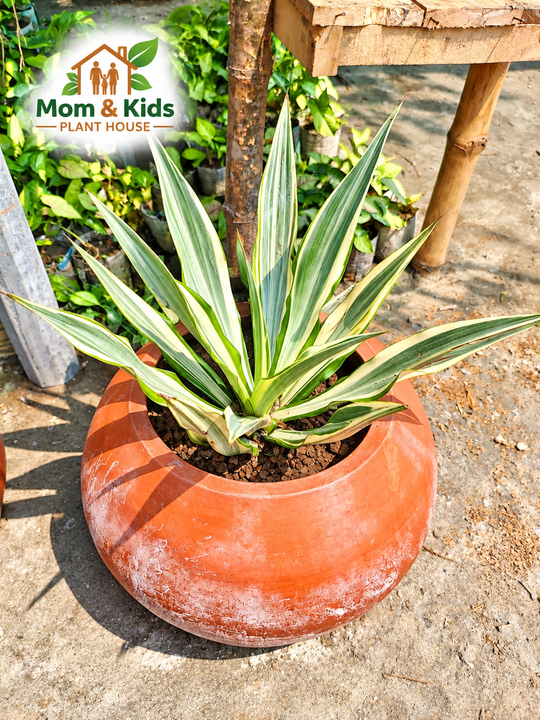 Variegated Agave অ্যাগাভে ভ্যারিগেটা - Mega Size মাটির টব সহ & Including Growing Media