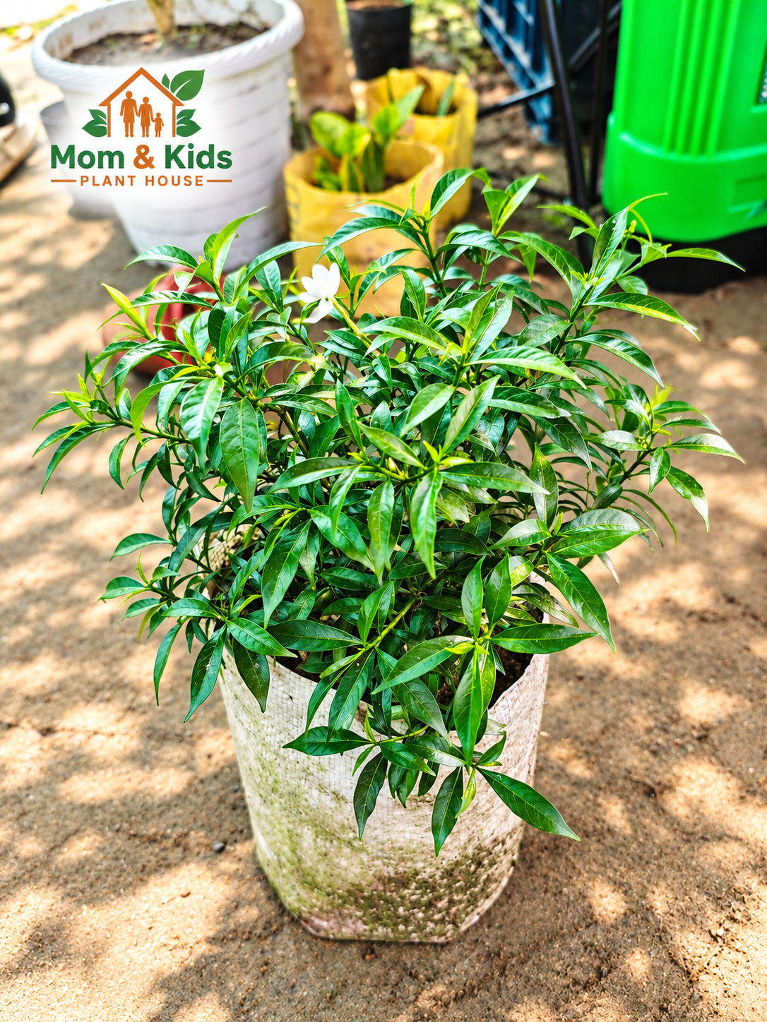 চাইনিজ জুঁই / স্নো রোজ (Wrightia antidysenterica) - Including Growing Media & Without Tob