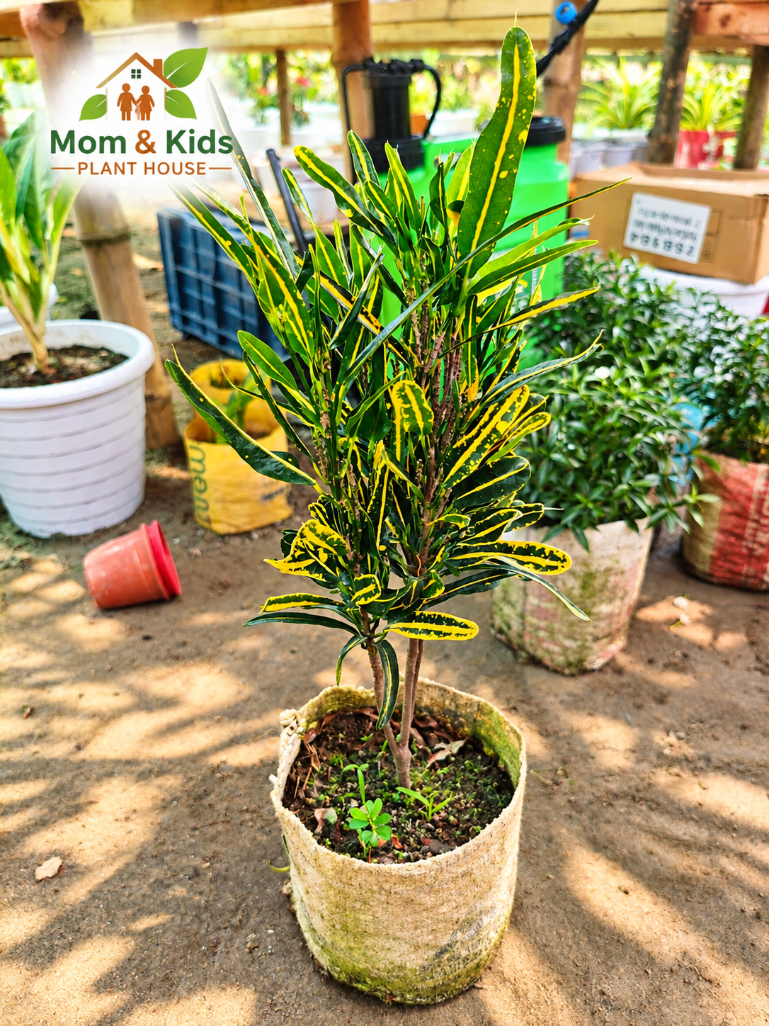 Croton – Gold Star / Narrow Leaf Variety - Without Tob