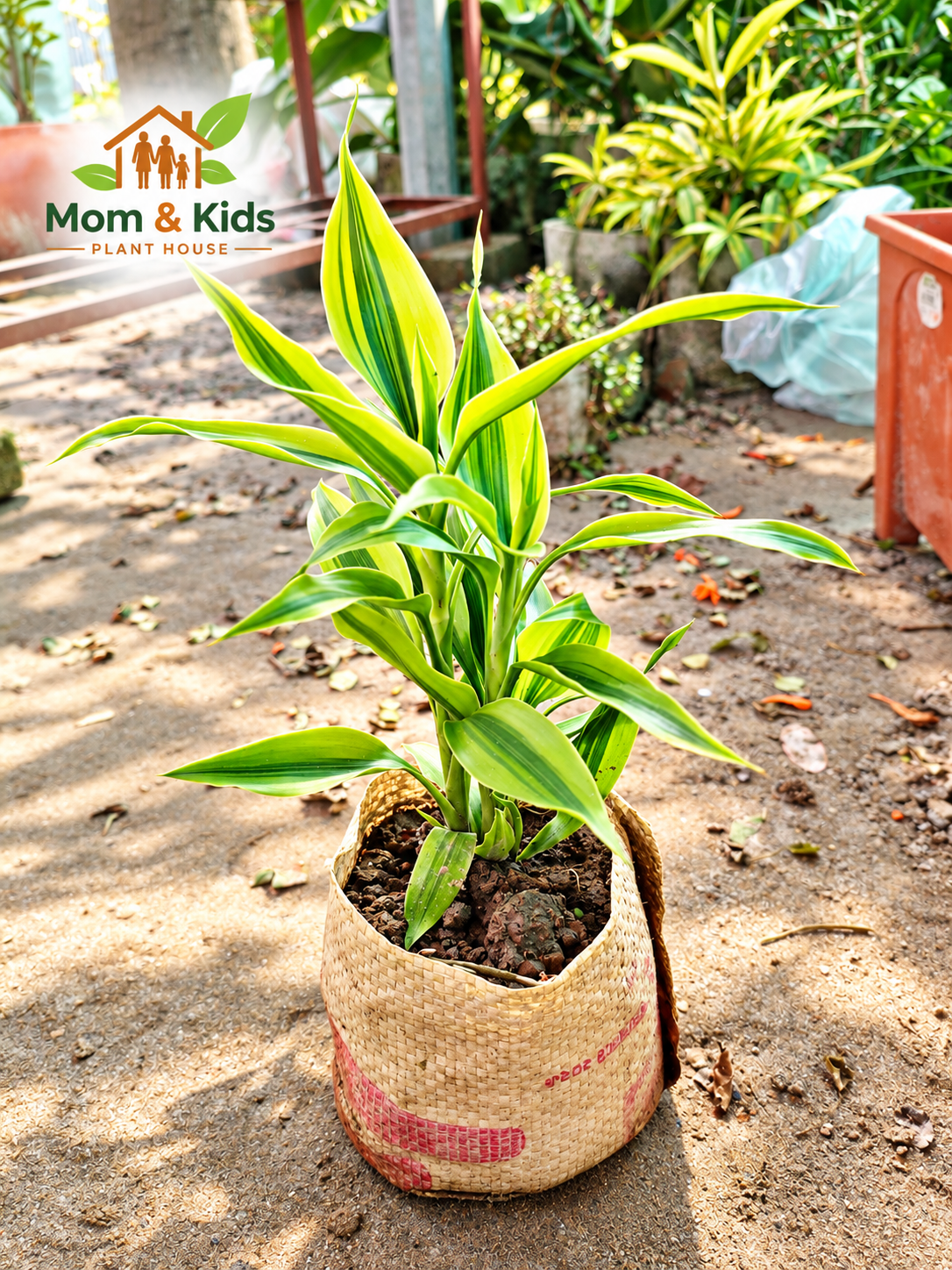 ড্রাসিনা Lucky Bamboo (Dracaena Lemon Lime) – উজ্জ্বল সবুজের আকর্ষণীয় সৌন্দর্য - With 5" Tob & Growing Media