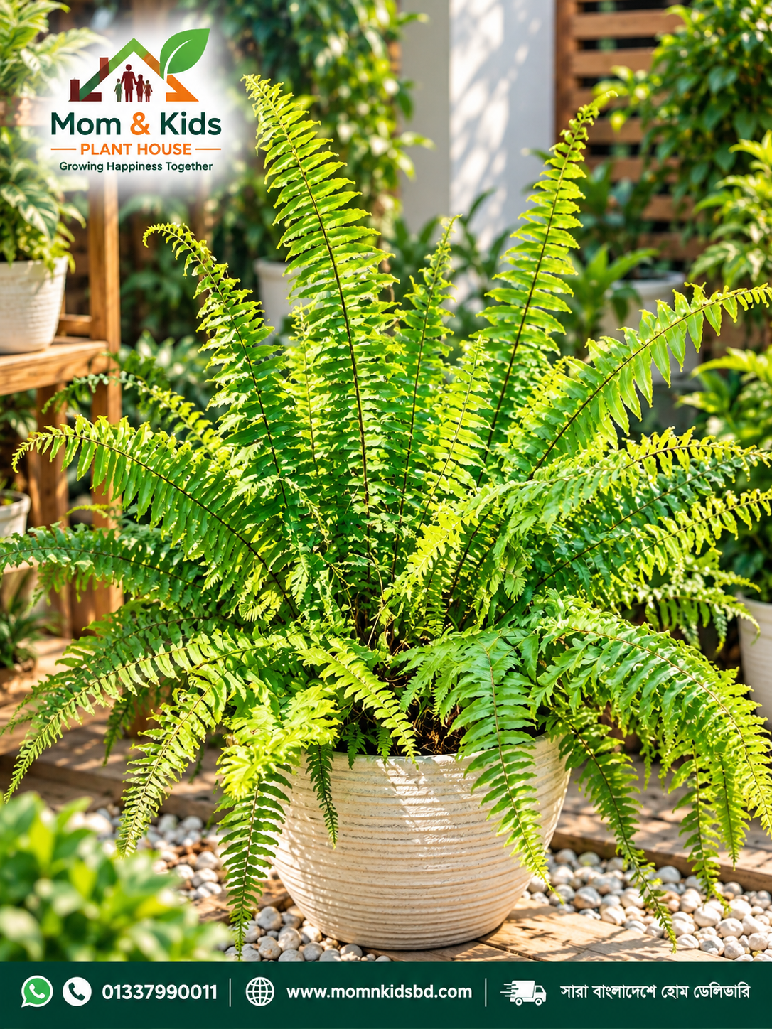 বস্টন ফার্ন (Boston Fern) সবুজে ভরিয়ে তুলুন আপনার ঘর - Large Cluster (With Tob & Including Growing Media)