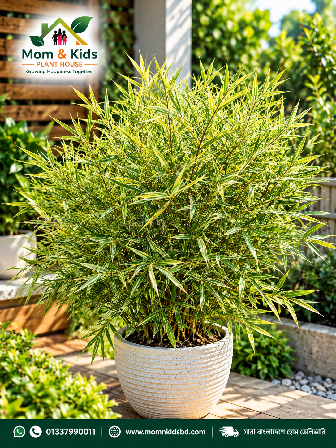 বাঁশ পাতাবাহার (Variegated Bamboo Plant) Large Cluster - Without Tob