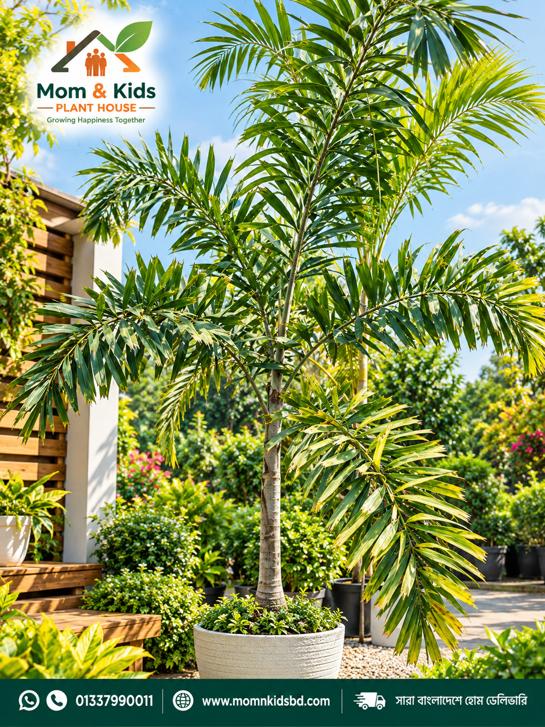 লেডি পাম (Lady Palm) – ঘর ও বাগানের জন্য রাজকীয় সৌন্দর্যের স্পর্শ - Half Bag(Big Size)