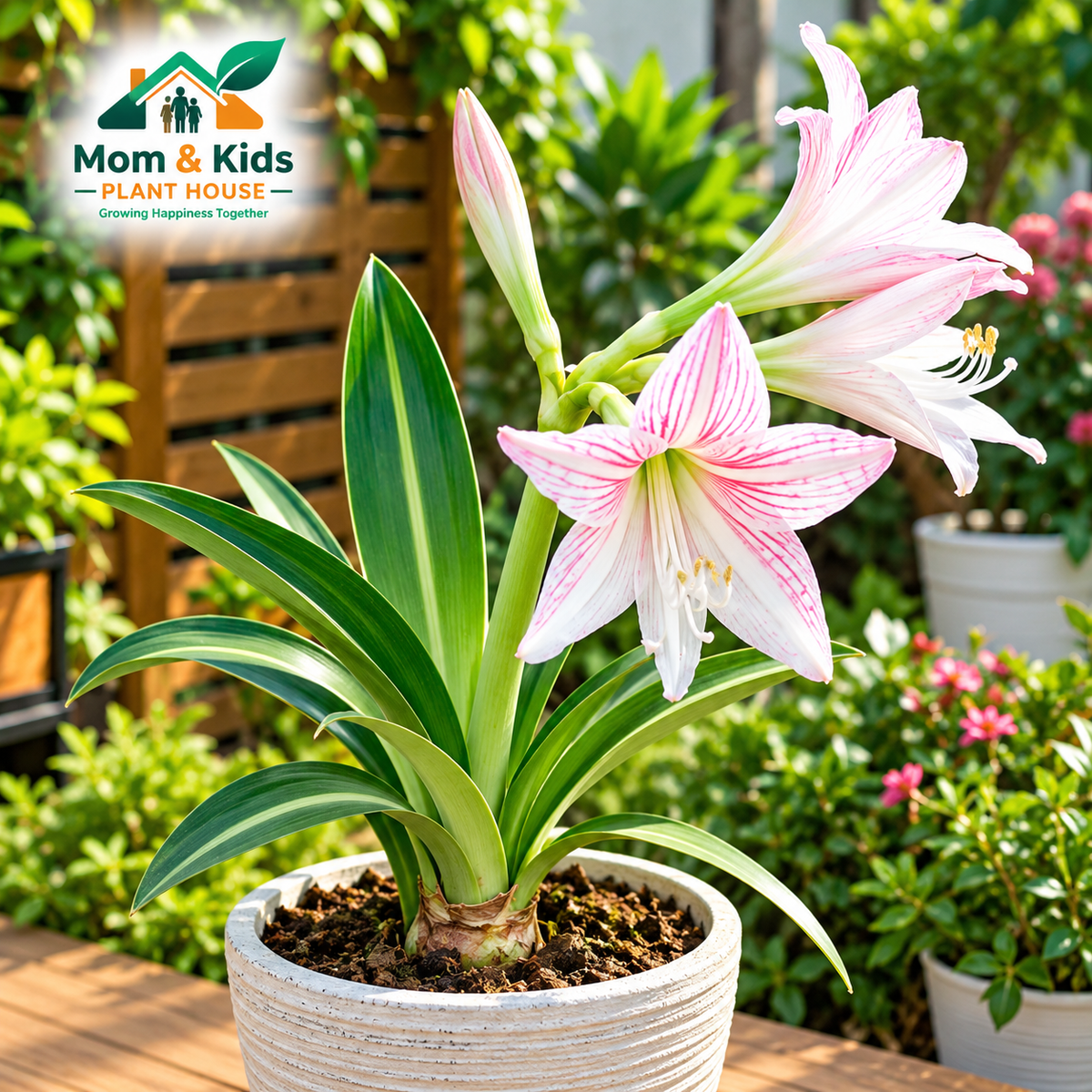 Amaryllis Lily / Hippeastrum (অ্যামারিলিস লিলি) - With Plastic Tob
