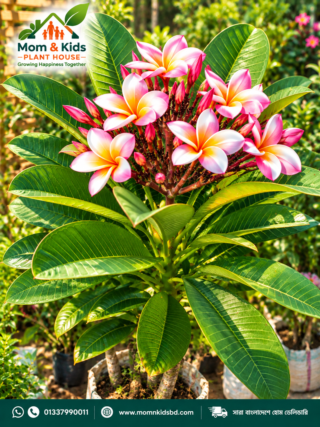 কাঠগোলাপ/প্লুমেরিয়া (Frangipani) Including Growing Media & With GO Bag