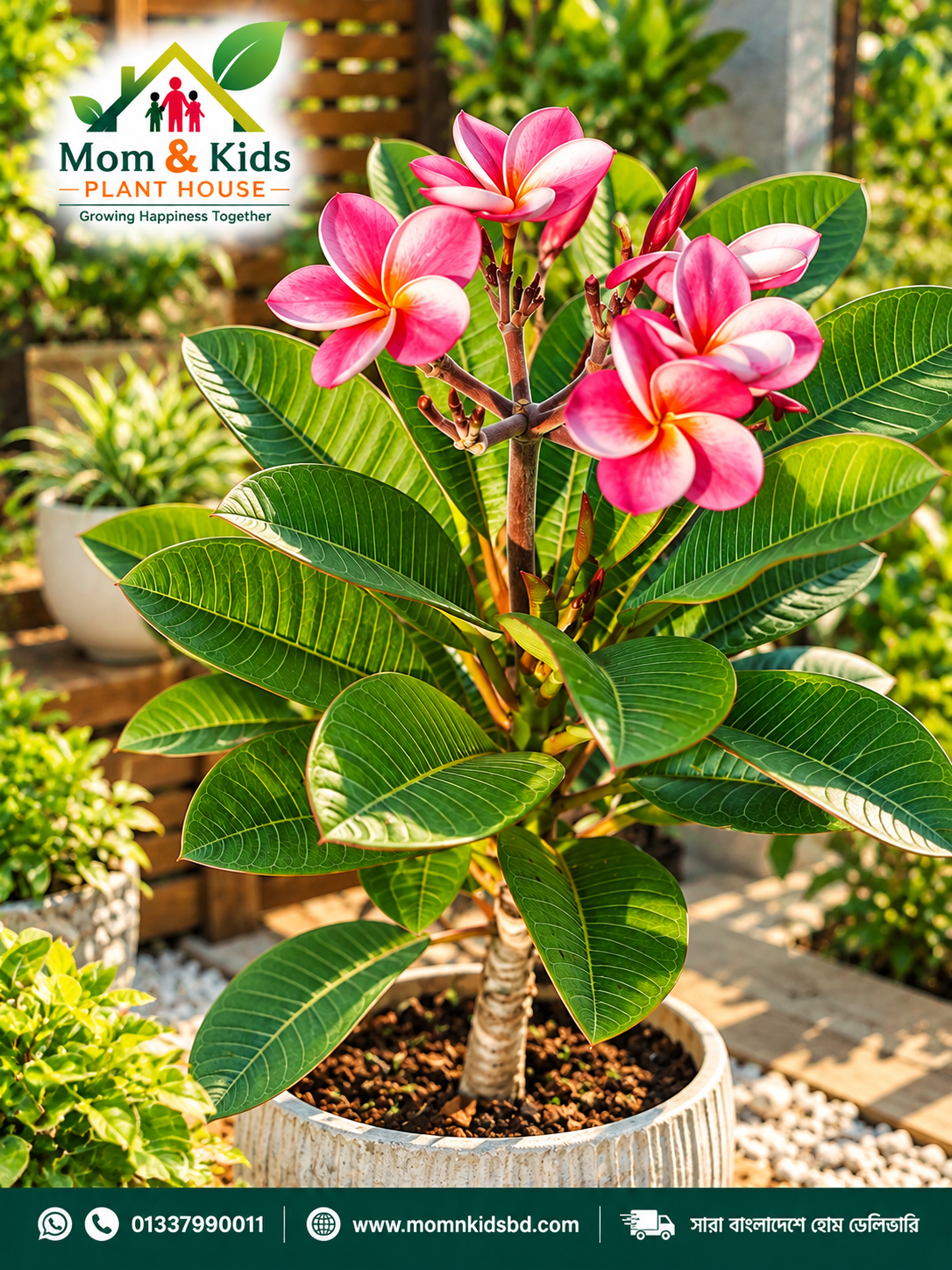 কাঠগোলাপ/প্লুমেরিয়া (Frangipani) Including Growing Media & With GO Bag