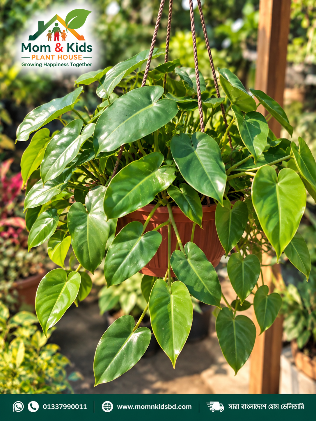Philodendron - With Tob & Growing Media