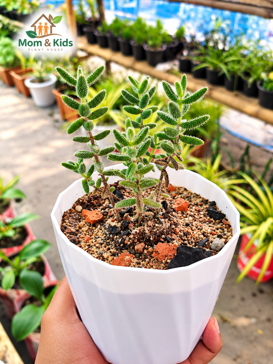 🌿 Crassula mesembryanthemoides (ক্র্যাসুলা সাকুলেন্ট)