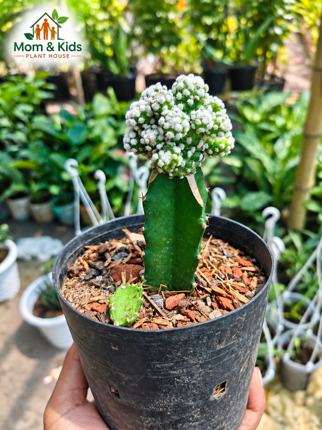 Ming Thing Cactus - উন্নত মানের মিক্সড সয়েল সহ প্লাষ্টিক টবে