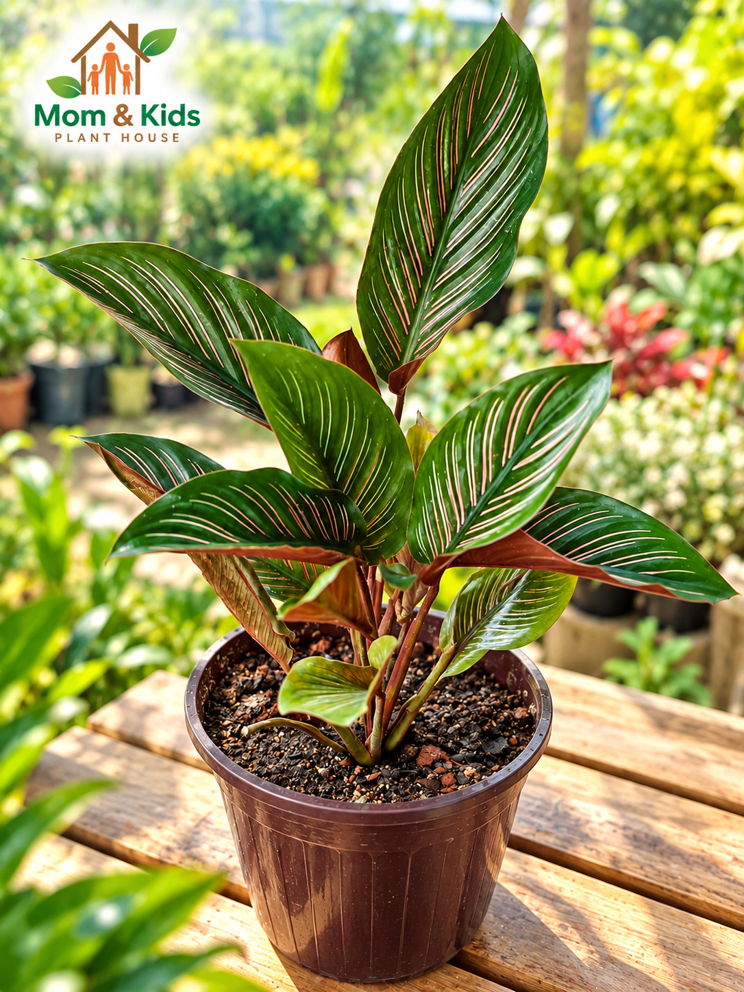 ক্যালাথিয়া অর্নাটা (Calathea Ornata) - ঝোপালো গাছ  এবং উন্নত মানের মিক্সড সয়েল সহ প্লাষ্টিক টবে