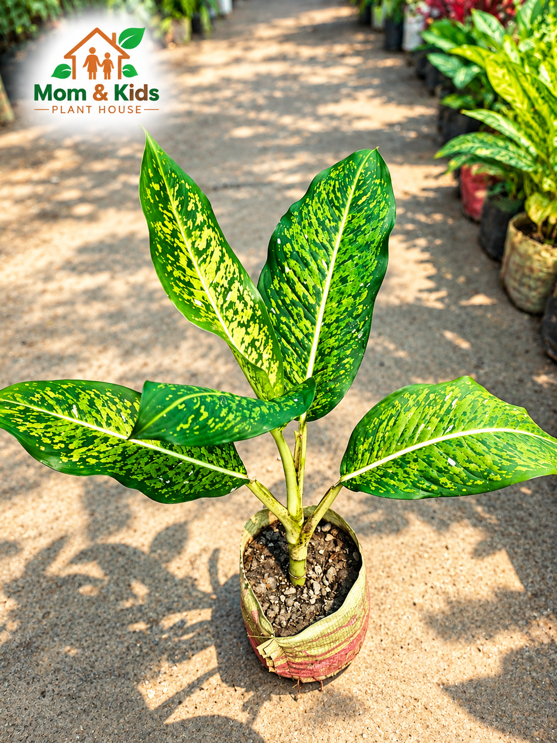 ডাইফেনবাখিয়া (Dieffenbachia) –  Including Growing Media & With Plastic Tob