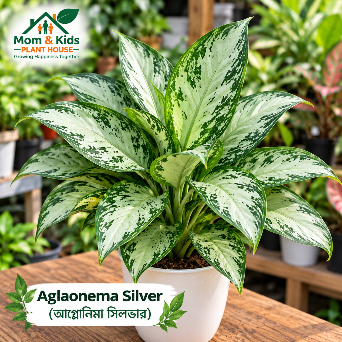 অ্যাগলোনেমা সিলভার (Aglaonema Silver)